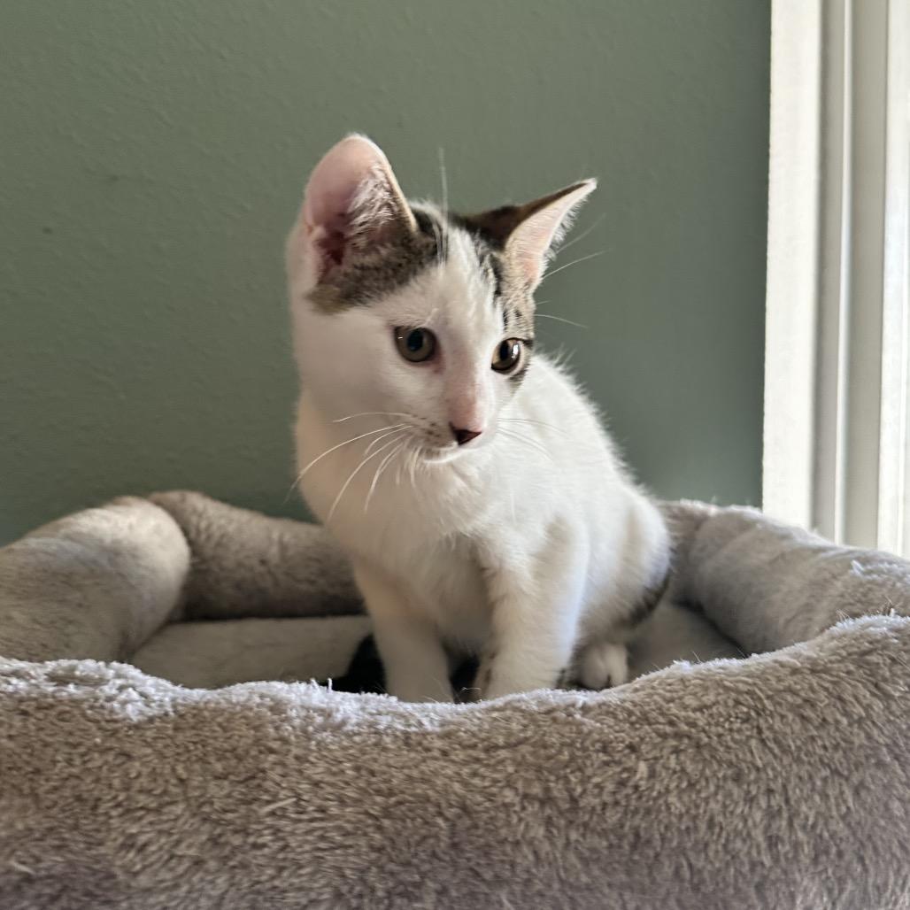 Piglet, Adoptable, Kitten Male Domestic Short Hair.