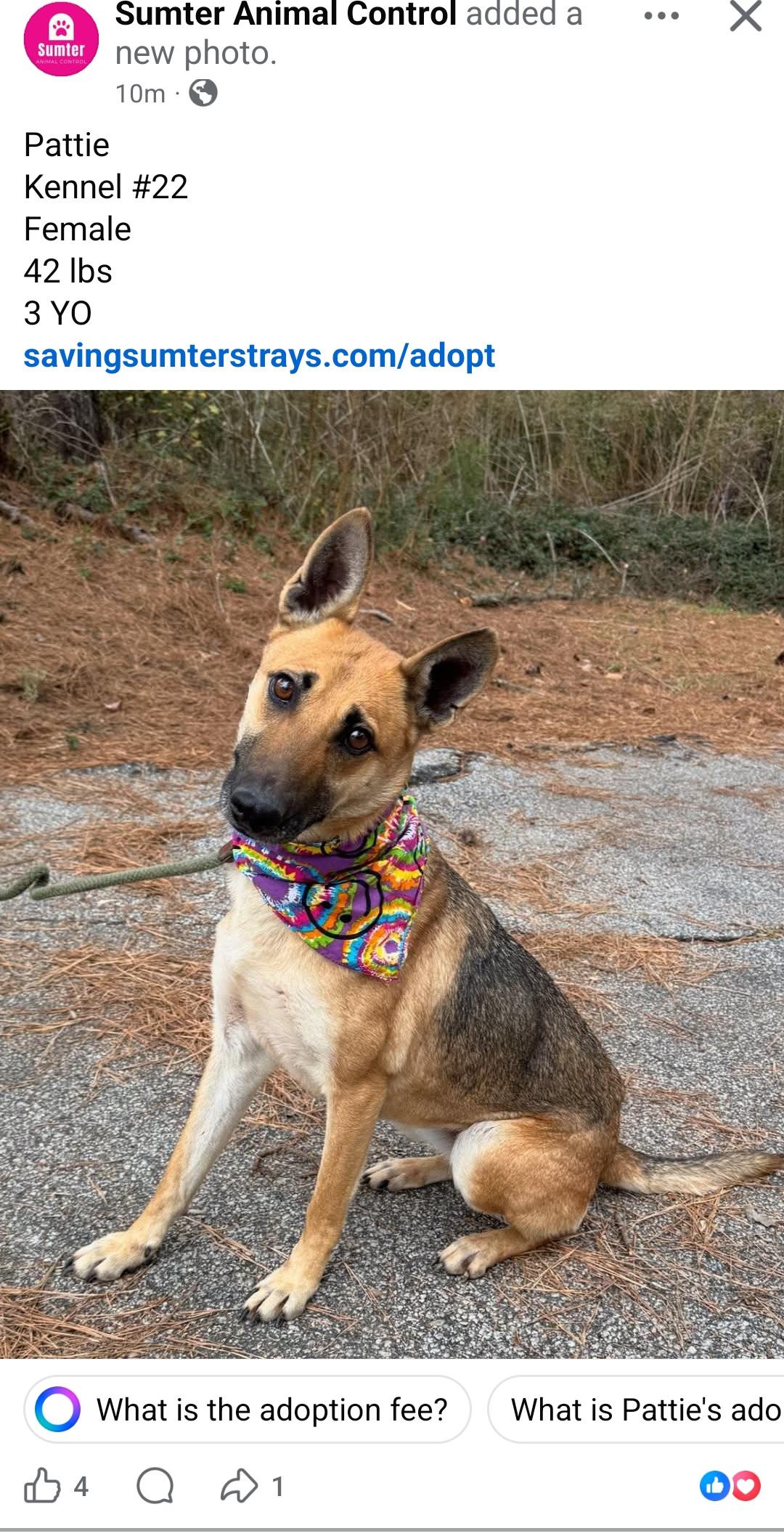Enlarge Patti, a ADOPTABLE German Shepherd Dog in Sumter, SC image 1/1