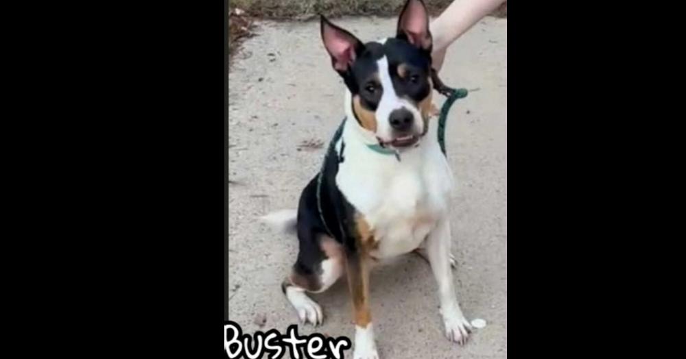 Buster (CP), Adoptable, Adult Male Cattle Dog.