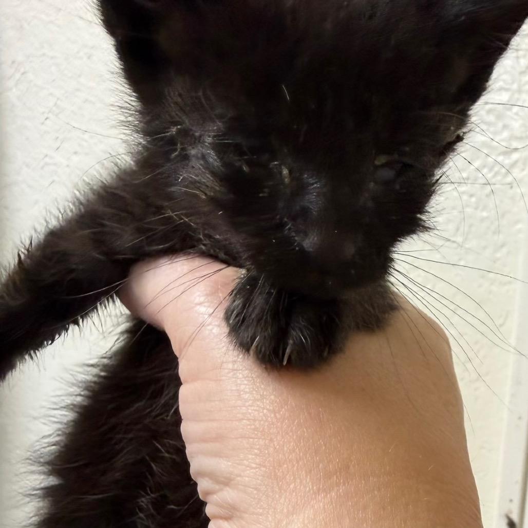 Mommy long legs, Adoptable, Kitten Male Domestic Short Hair.