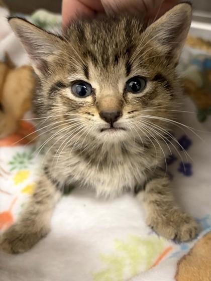 Enlarge Maxine, a Adoptable Domestic Short Hair in Bishop, GA image 1/1