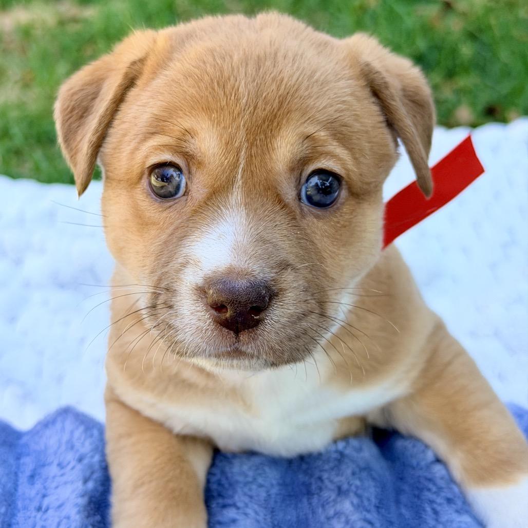 Bess (in PA), Adoptable, Puppy Female Mixed Breed.