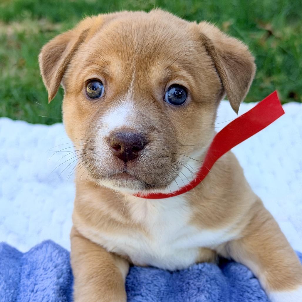 Bess (in PA), a Adoptable Mixed Breed in Shoemakersville, PA image 3/4