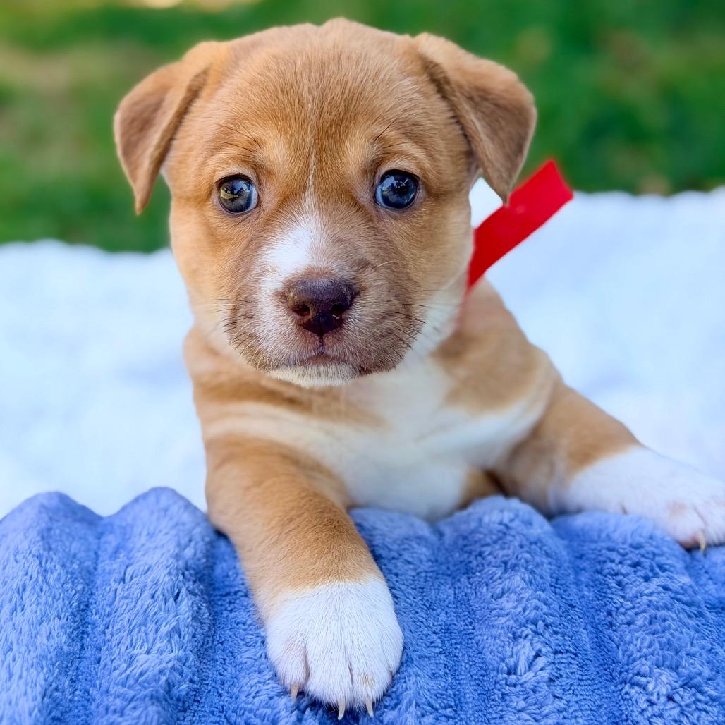 Bess (in PA), a Adoptable Mixed Breed in Shoemakersville, PA image 4/4