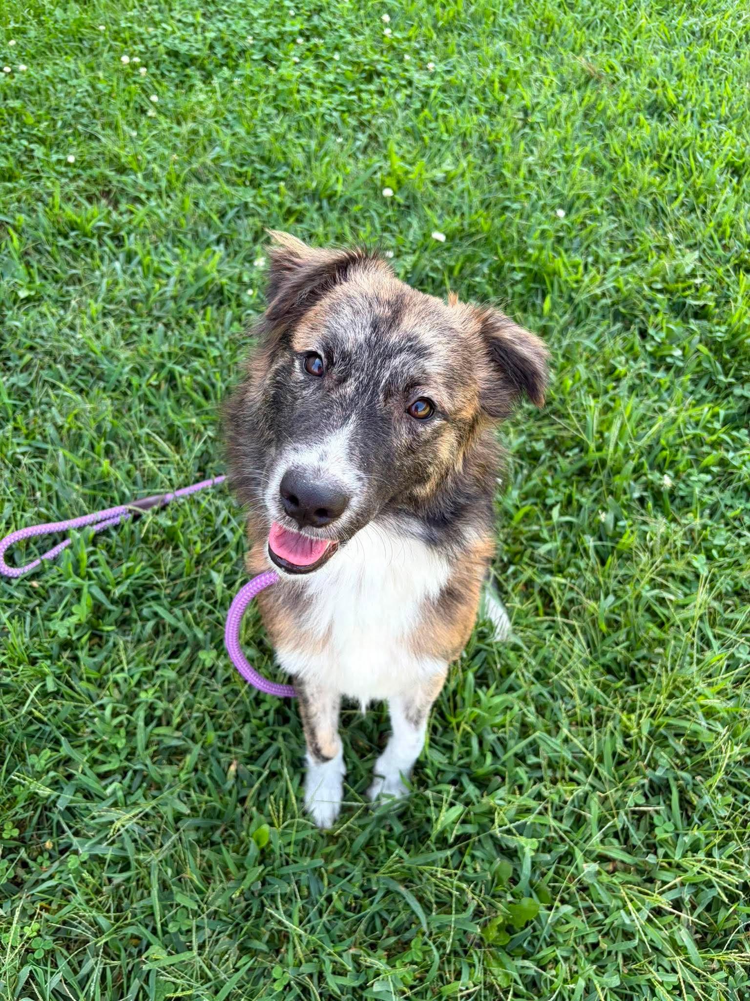 Moxie, Adopted, Adult Female Australian Shepherd.