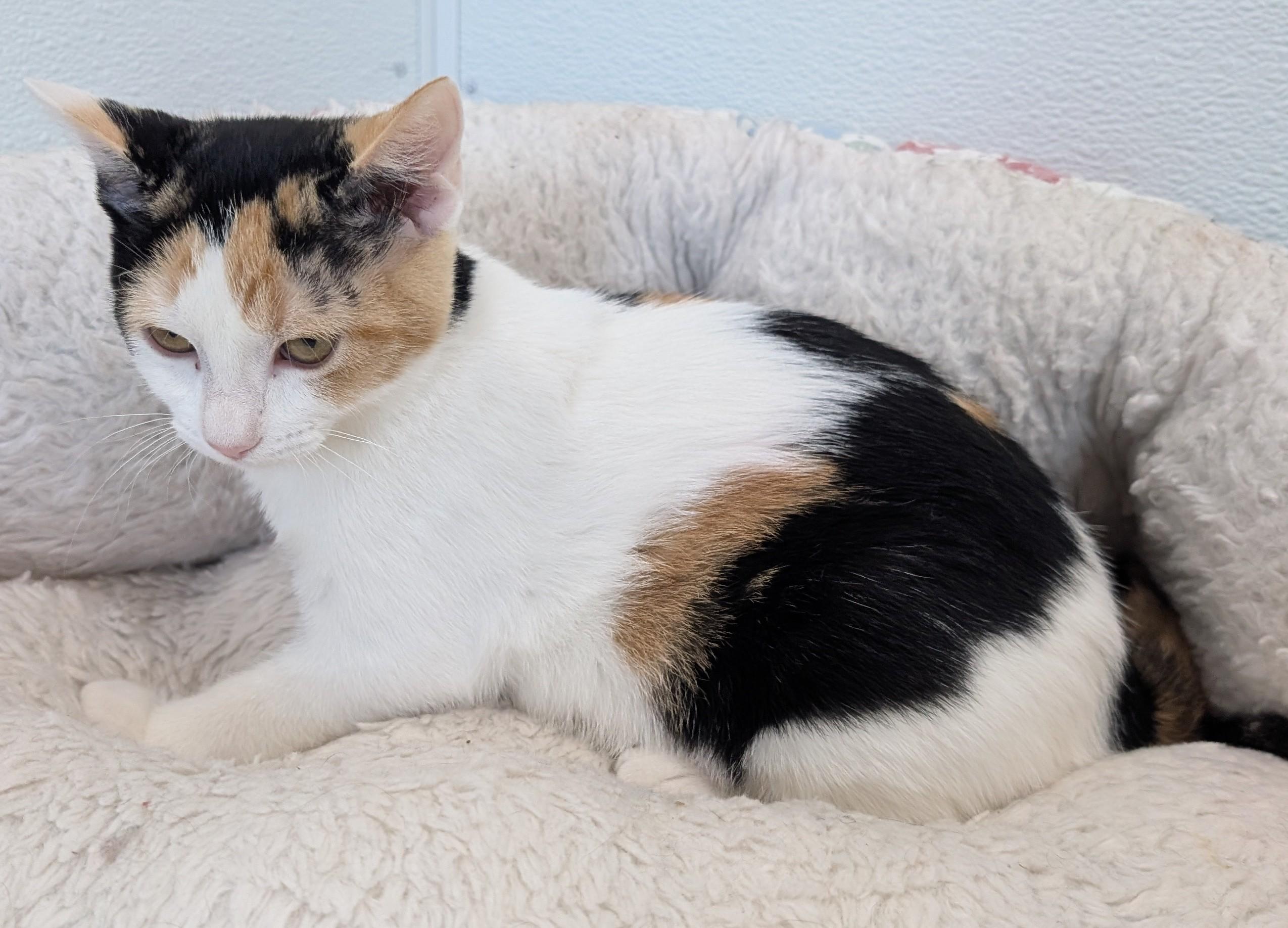 Penny, adoptable, Young Female Domestic Short Hair.