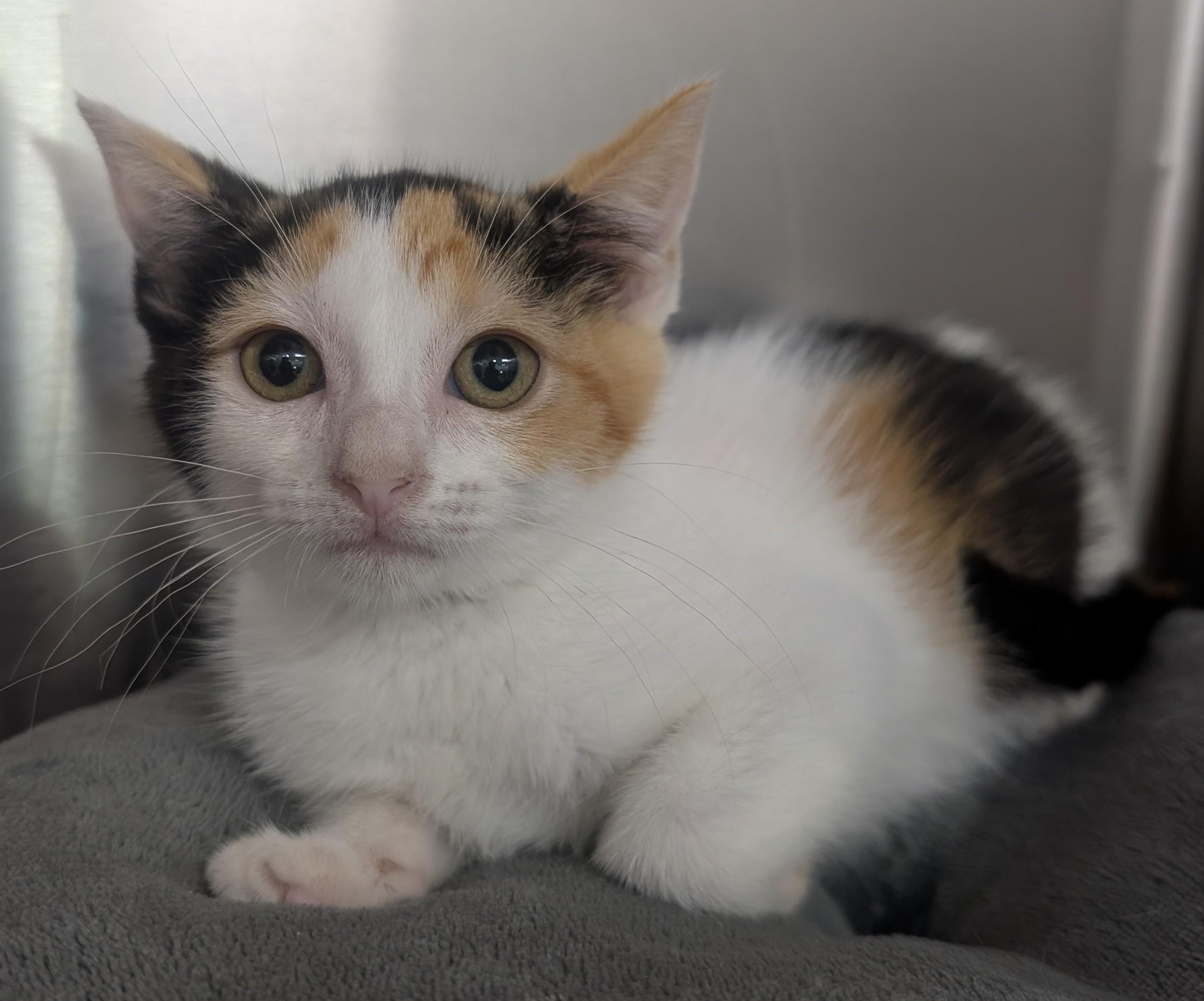 Penny, adoptable, Young Female Domestic Short Hair.