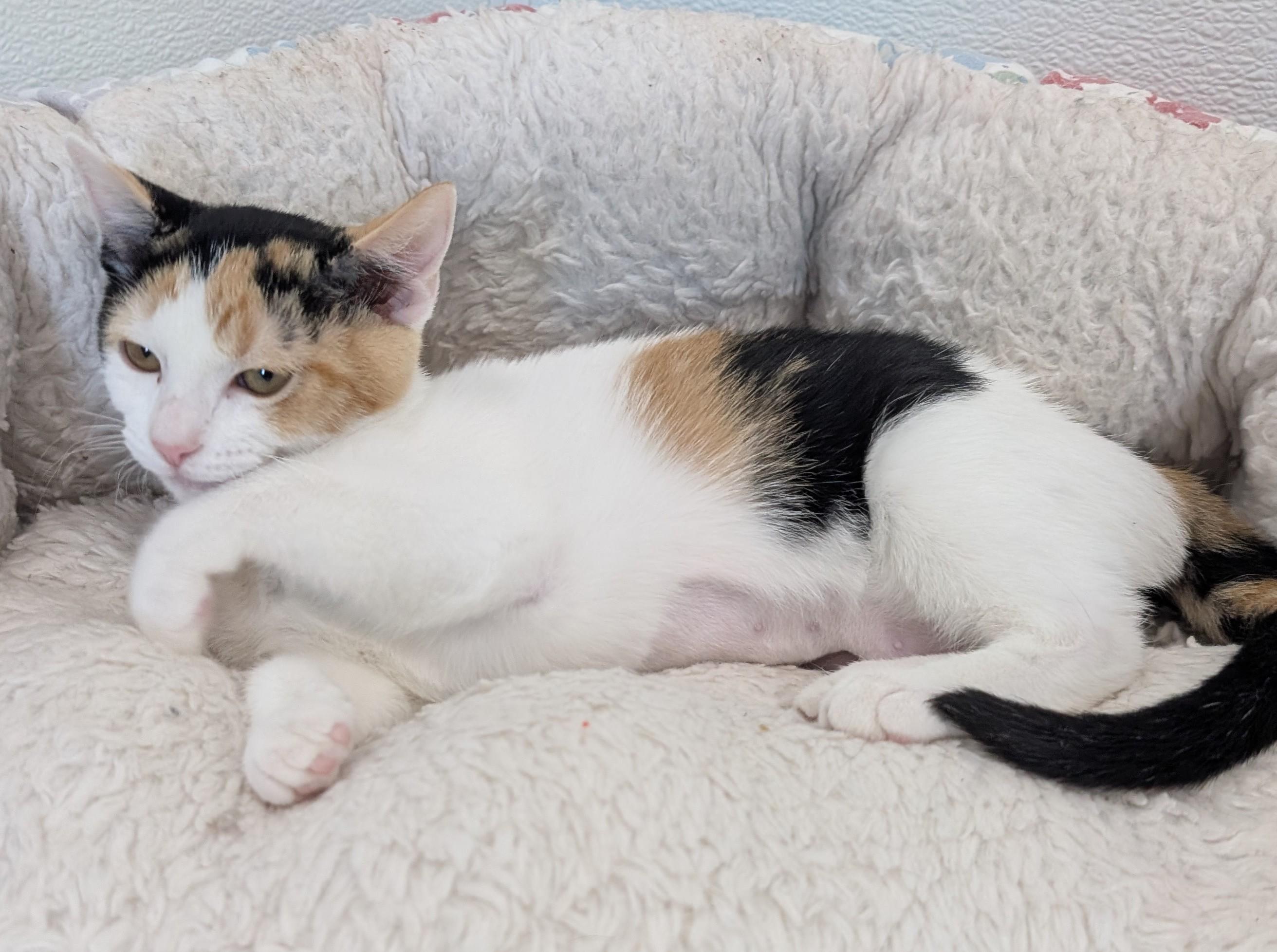 Enlarge Penny, an adoptable Domestic Short Hair in New Ulm, MN image 2/2