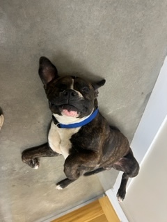 Jack, Adopted, Adult Male Boxer & Mastiff.