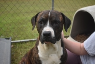 Jack, a Adopted mixed breed in grant, AL image 2/4