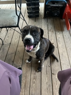 Jack, a Adopted mixed breed in grant, AL image 3/4