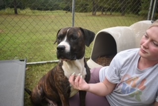Jack, a Adopted mixed breed in grant, AL image 4/4