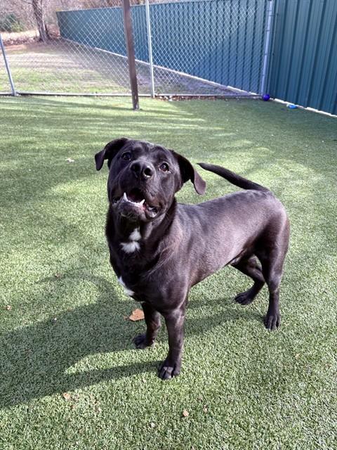 CHOCO, Adoptable, Young Male Labrador Retriever & Mixed Breed.