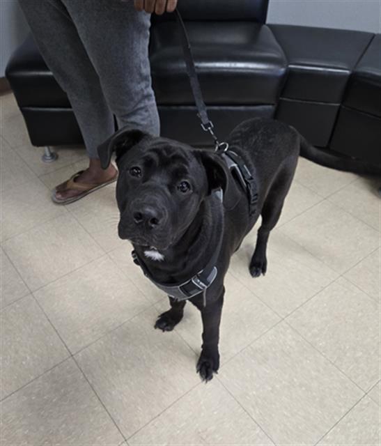 Enlarge CHOCO, a Adoptable mixed breed in Killeen, TX image 1/1