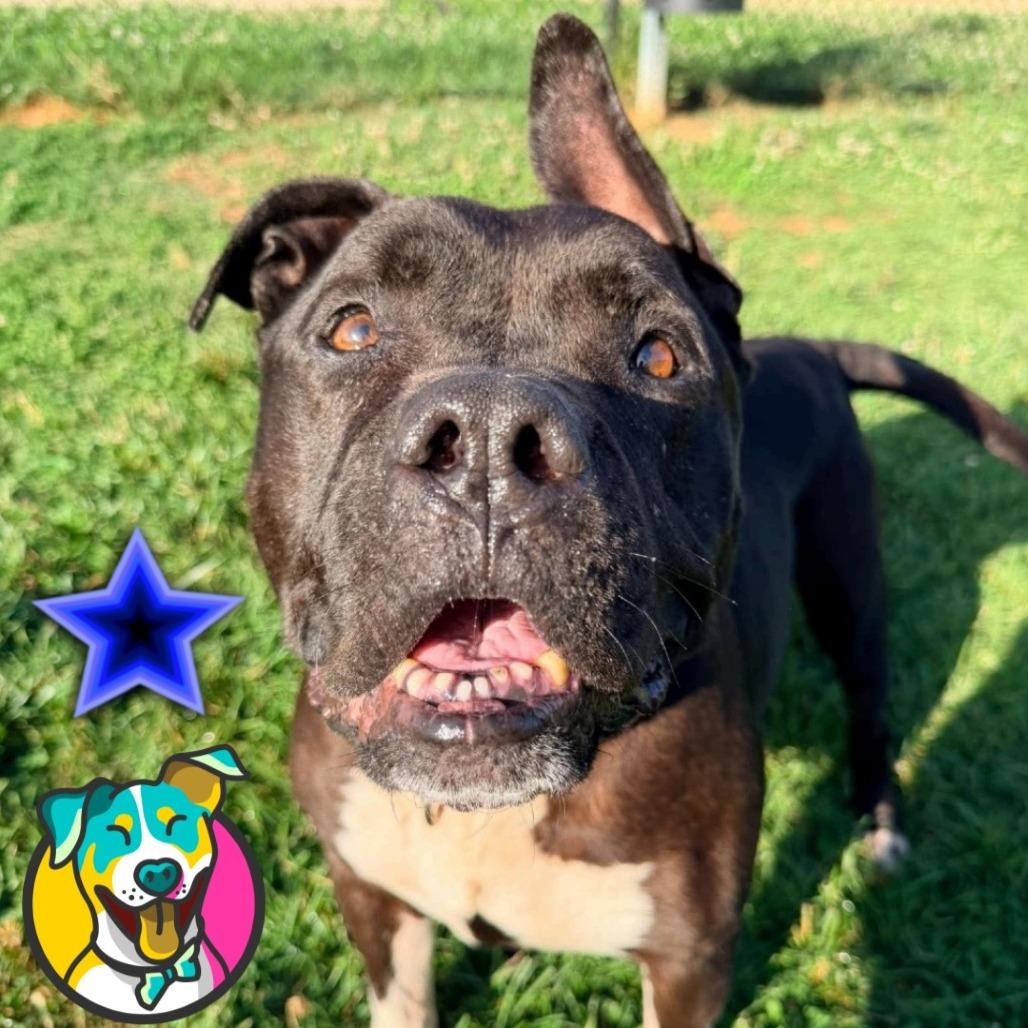 Sushi, Adoptable, Senior Male Terrier & Mixed Breed.