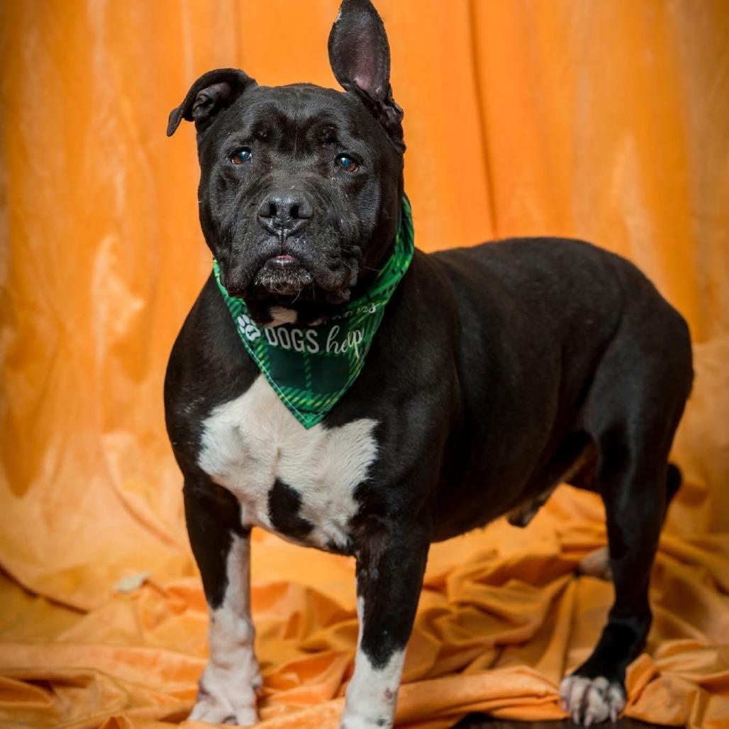Sushi, a Adoptable mixed breed in Mooresville, NC image 2/5