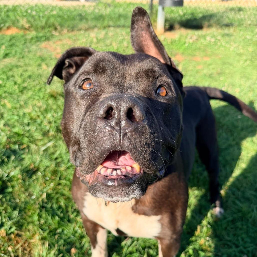 Sushi, a Adoptable mixed breed in Mooresville, NC image 3/5