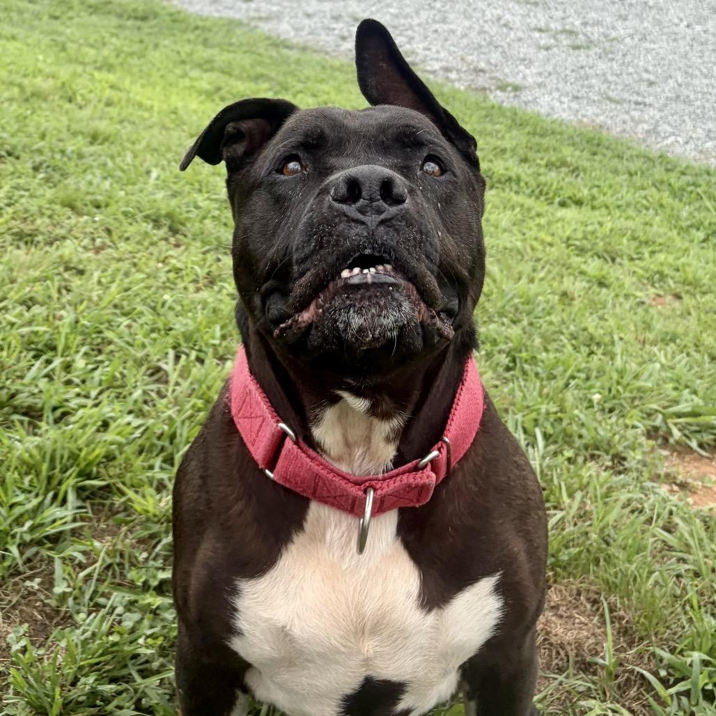 Sushi, a Adoptable mixed breed in Mooresville, NC image 4/5