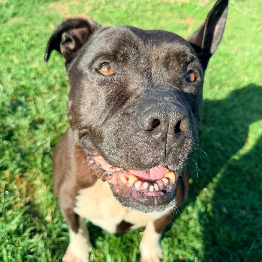 Sushi, a Adoptable mixed breed in Mooresville, NC image 5/5
