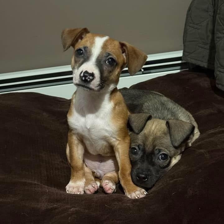 Enlarge Neville, a ADOPTABLE mixed breed in Yaphank, NY image 4/6