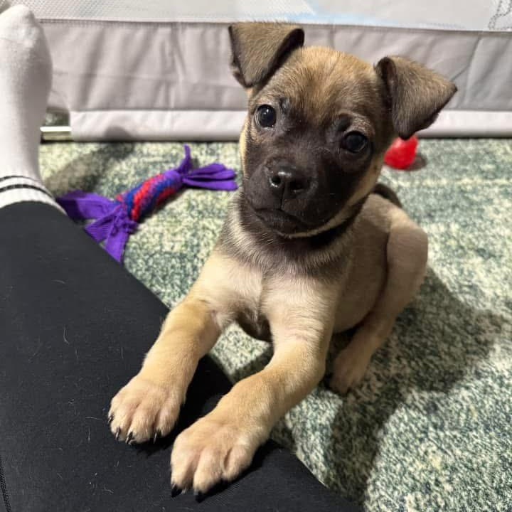 Neville, ADOPTABLE, Puppy Male Pug.
