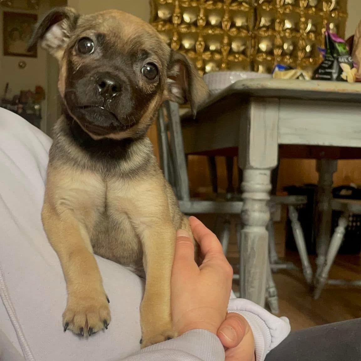 Enlarge Neville, a ADOPTABLE mixed breed in Yaphank, NY image 5/6