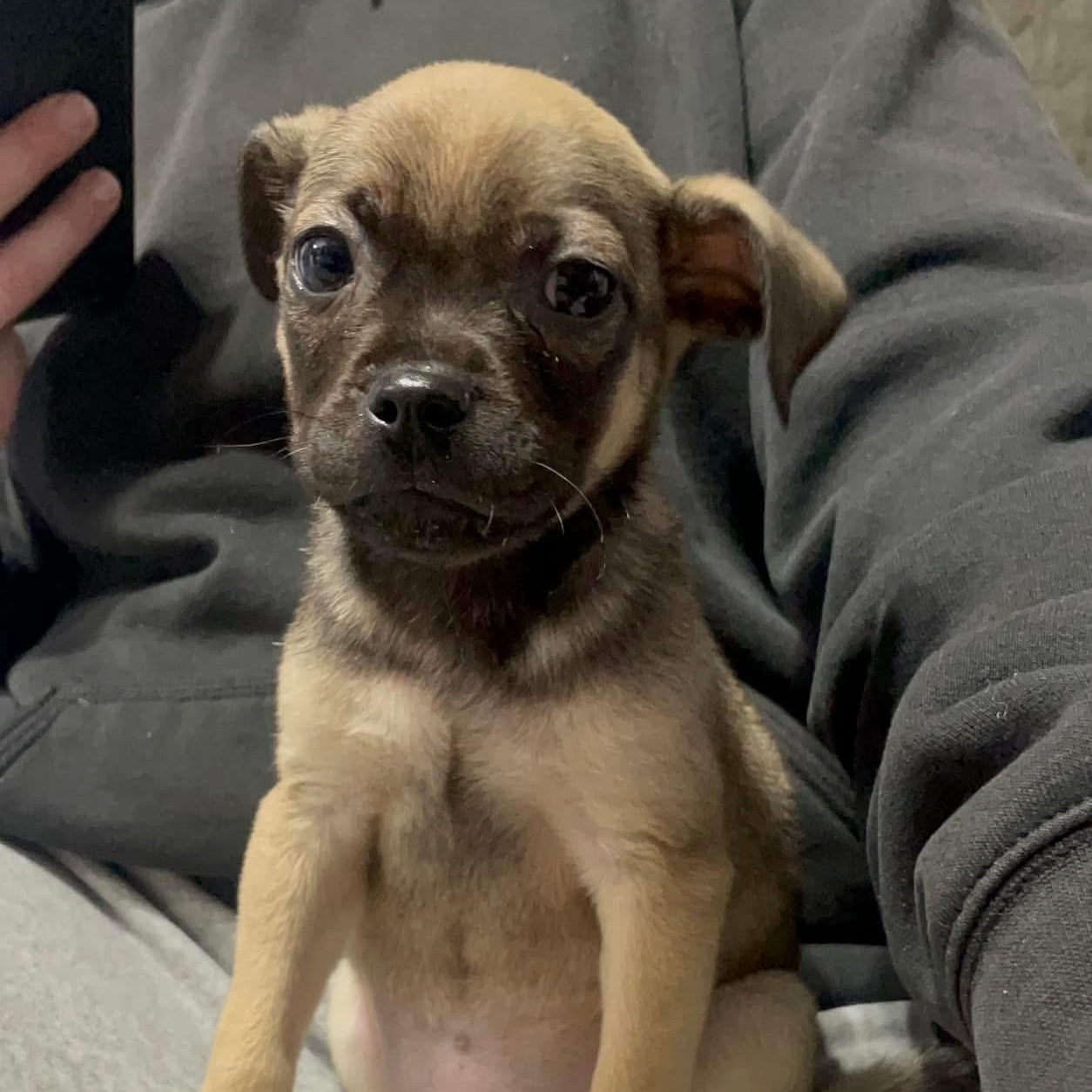 Enlarge Neville, a ADOPTABLE mixed breed in Yaphank, NY image 6/6