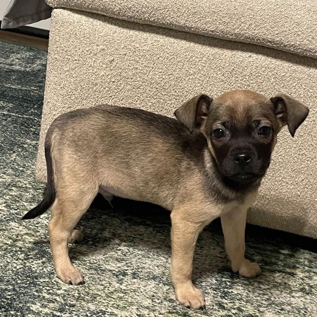 Enlarge Neville, a ADOPTABLE mixed breed in Yaphank, NY image 3/6