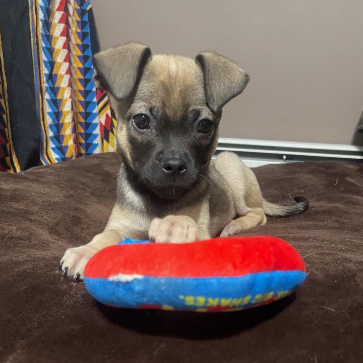 Enlarge Neville, a ADOPTABLE mixed breed in Yaphank, NY image 2/6