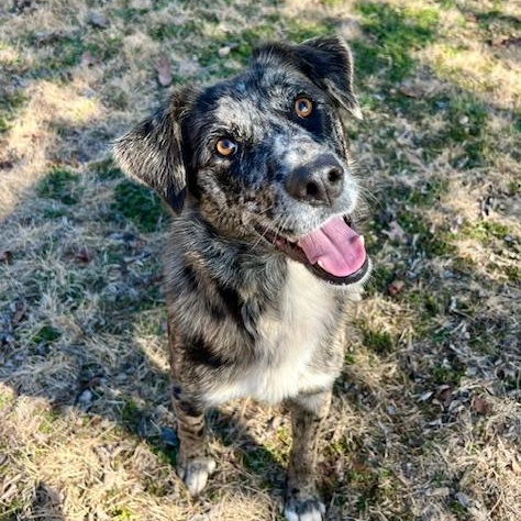 Roxy, Adopted, Young Female Catahoula Leopard Dog.