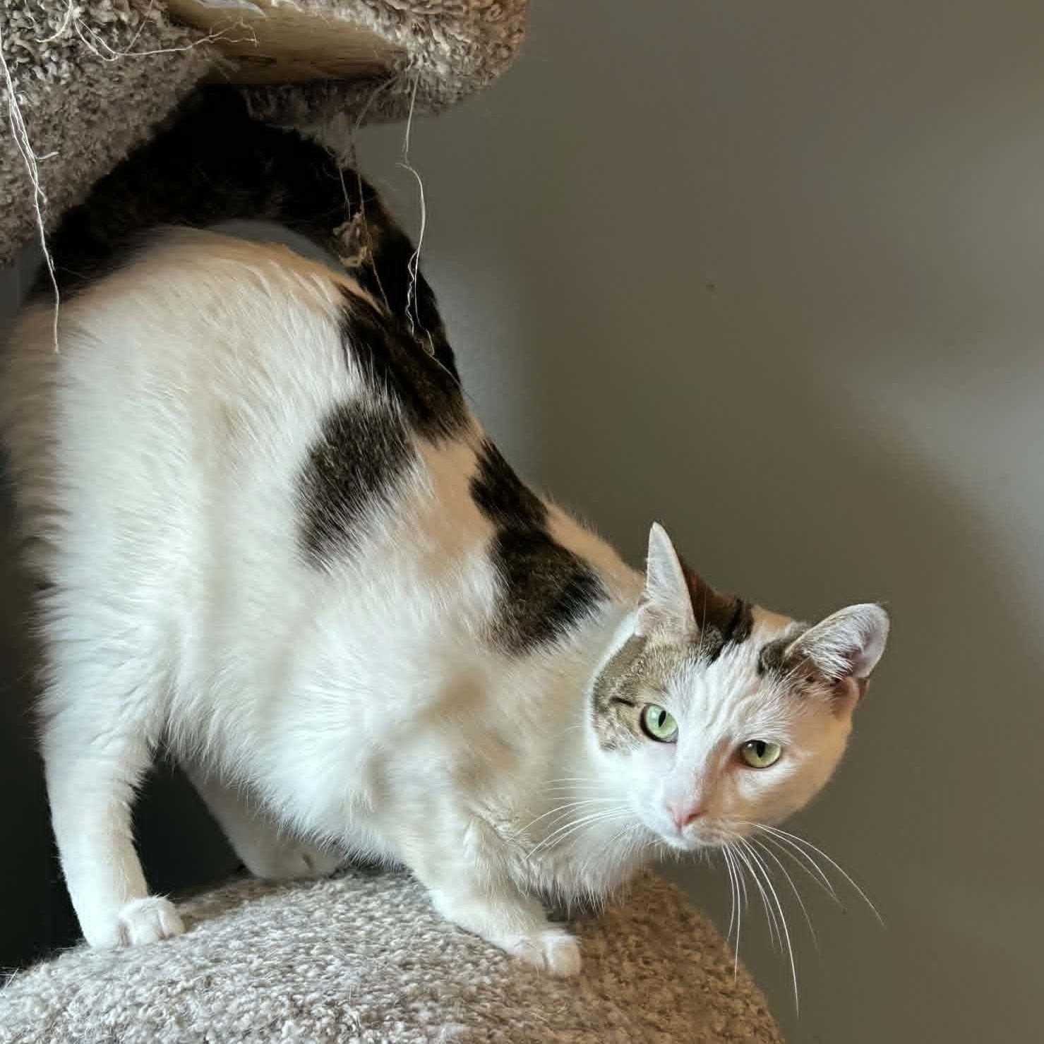 Beth - Polydactyl Charm, a ADOPTABLE Extra-Toes Cat / Hemingway Polydactyl in Rochester, NY image 2/4