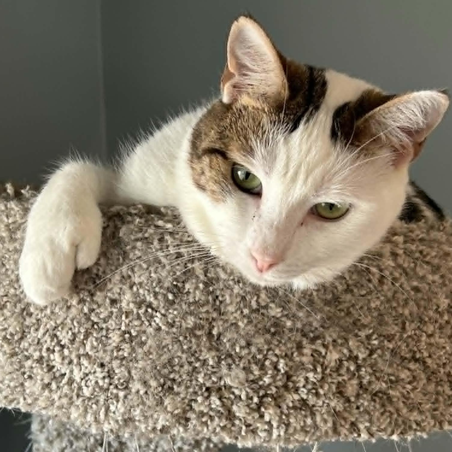 Beth - Polydactyl Charm, ADOPTABLE, Young Female Extra-Toes Cat / Hemingway Polydactyl.
