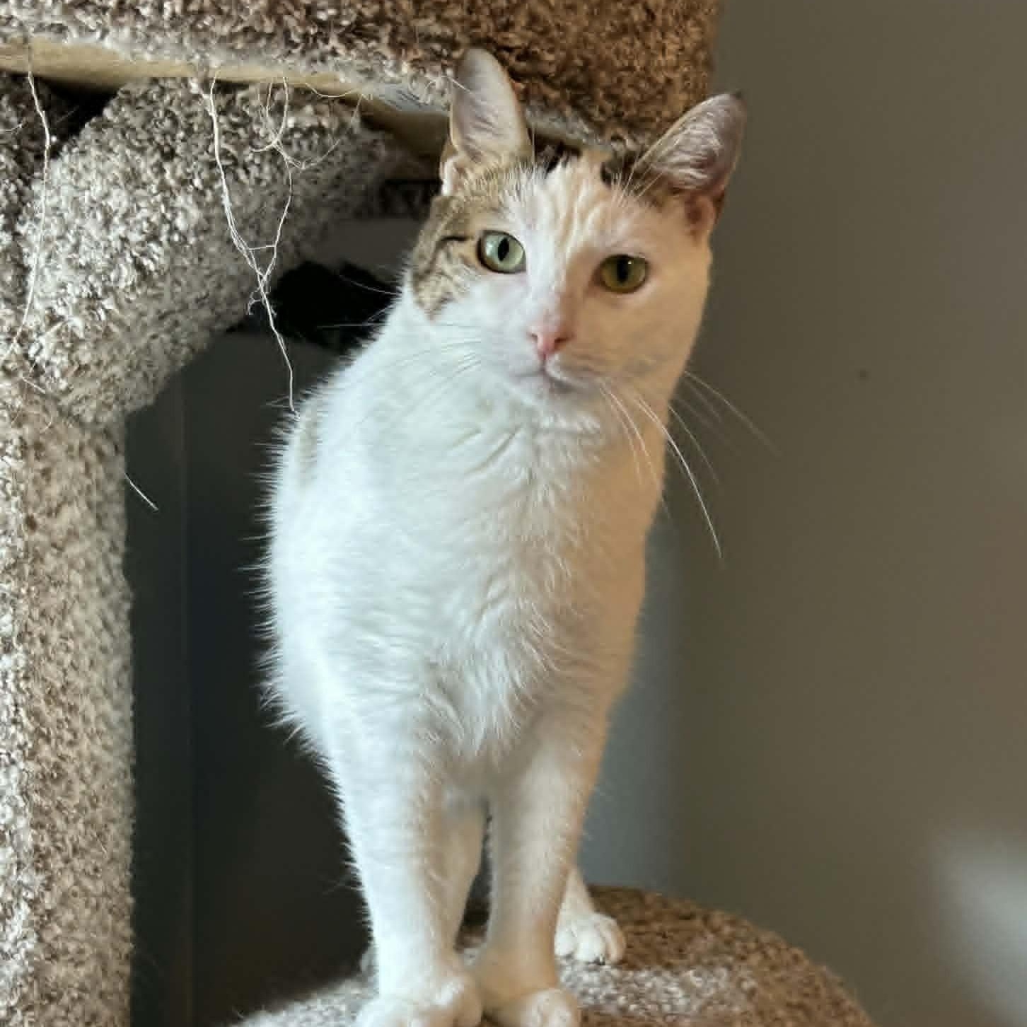 Beth - Polydactyl Charm, a ADOPTABLE Extra-Toes Cat / Hemingway Polydactyl in Rochester, NY image 3/4