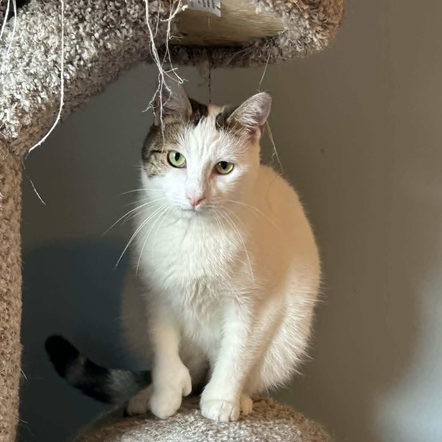 Beth - Polydactyl Charm, a ADOPTABLE Extra-Toes Cat / Hemingway Polydactyl in Rochester, NY image 4/4
