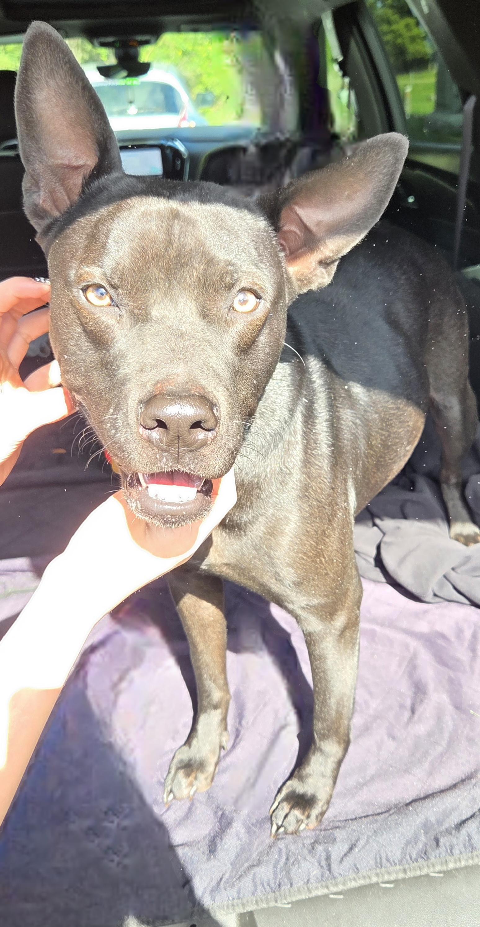 McKee, a Adoptable mixed breed in Muncie, IN image 2/6