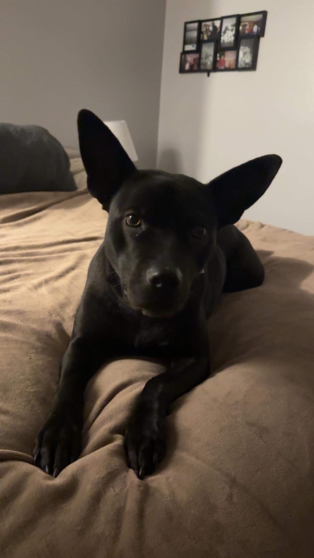 McKee, a Adoptable mixed breed in Muncie, IN image 3/6