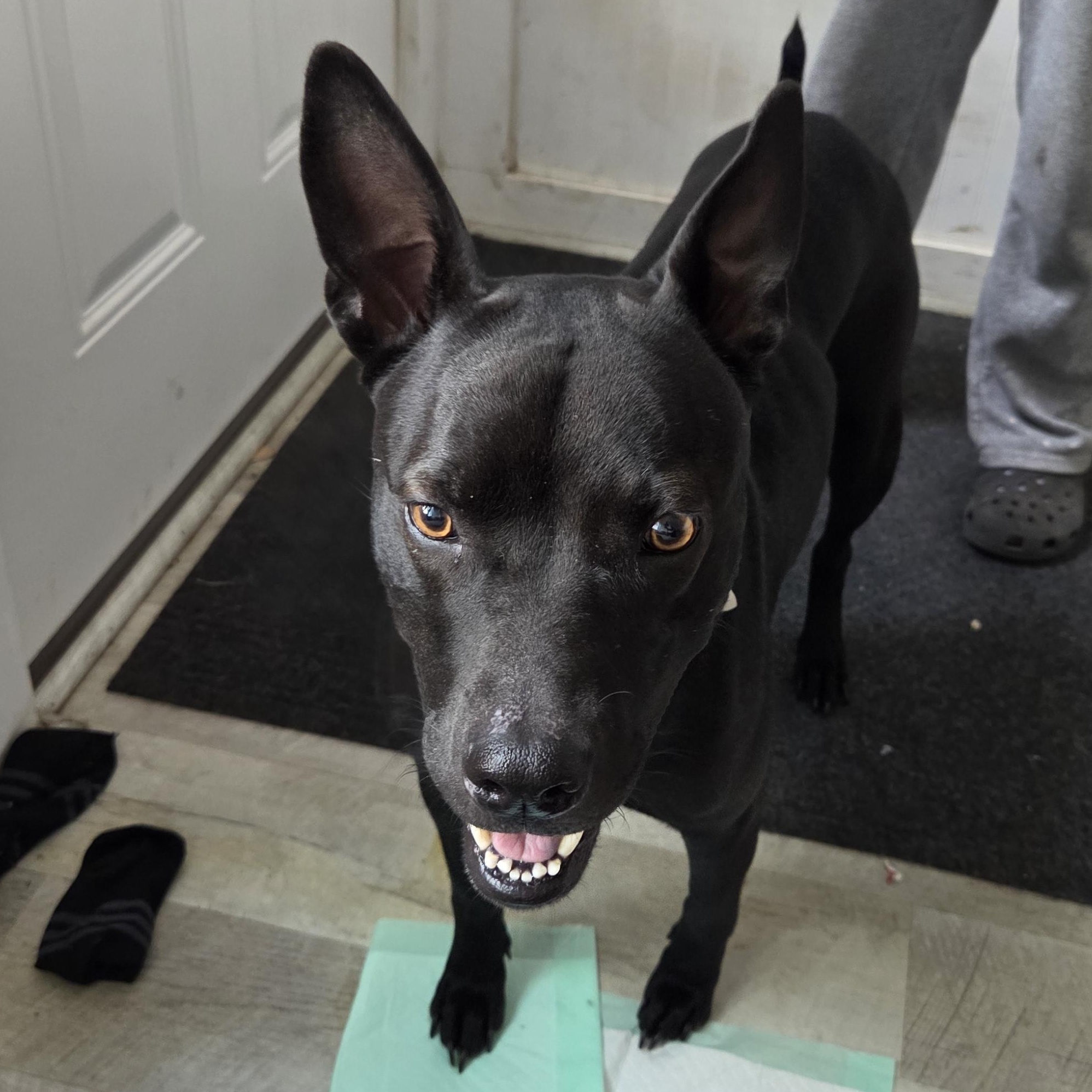 McKee, a Adoptable mixed breed in Muncie, IN image 6/6