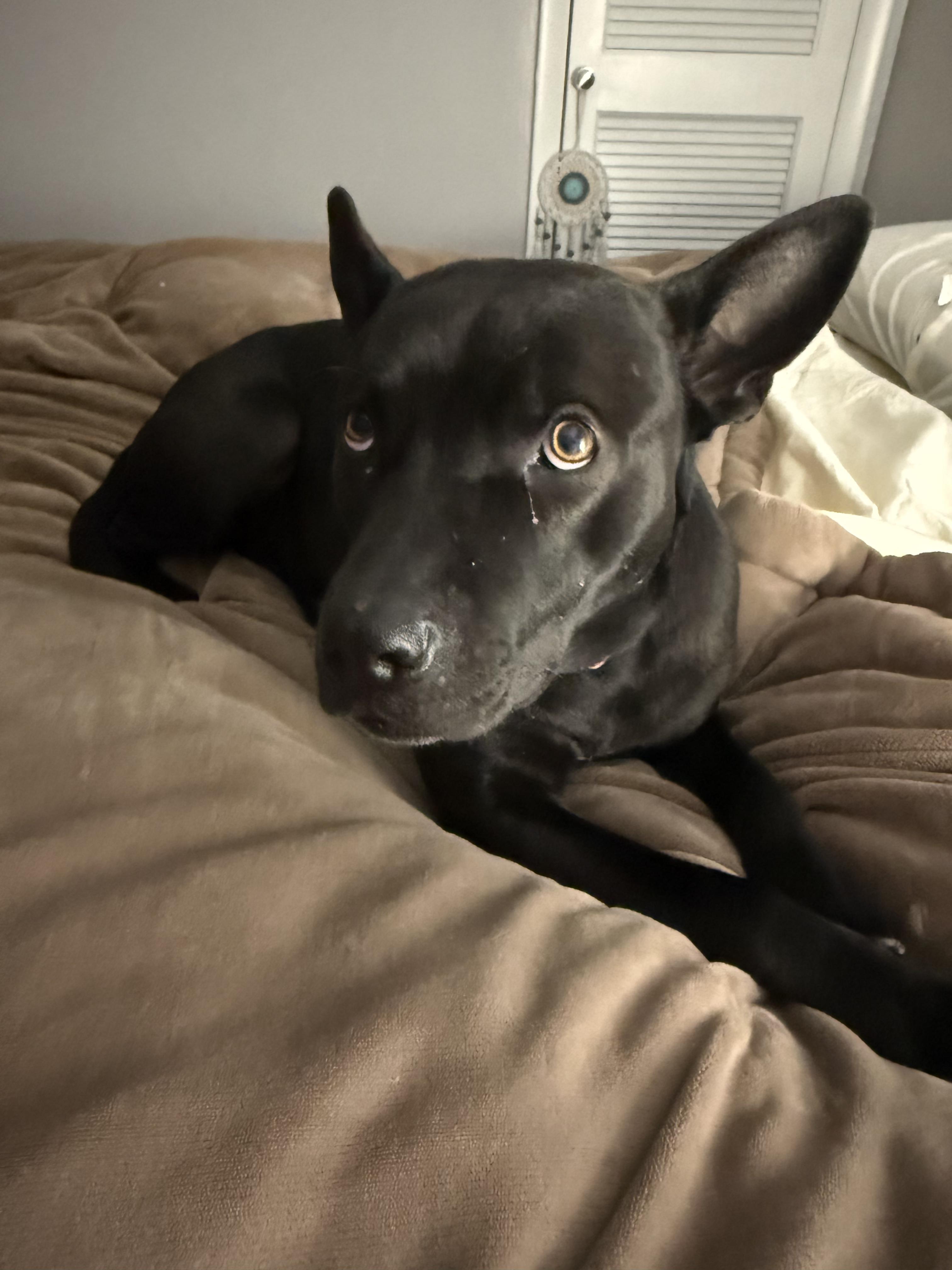 McKee, a Adoptable mixed breed in Muncie, IN image 5/6