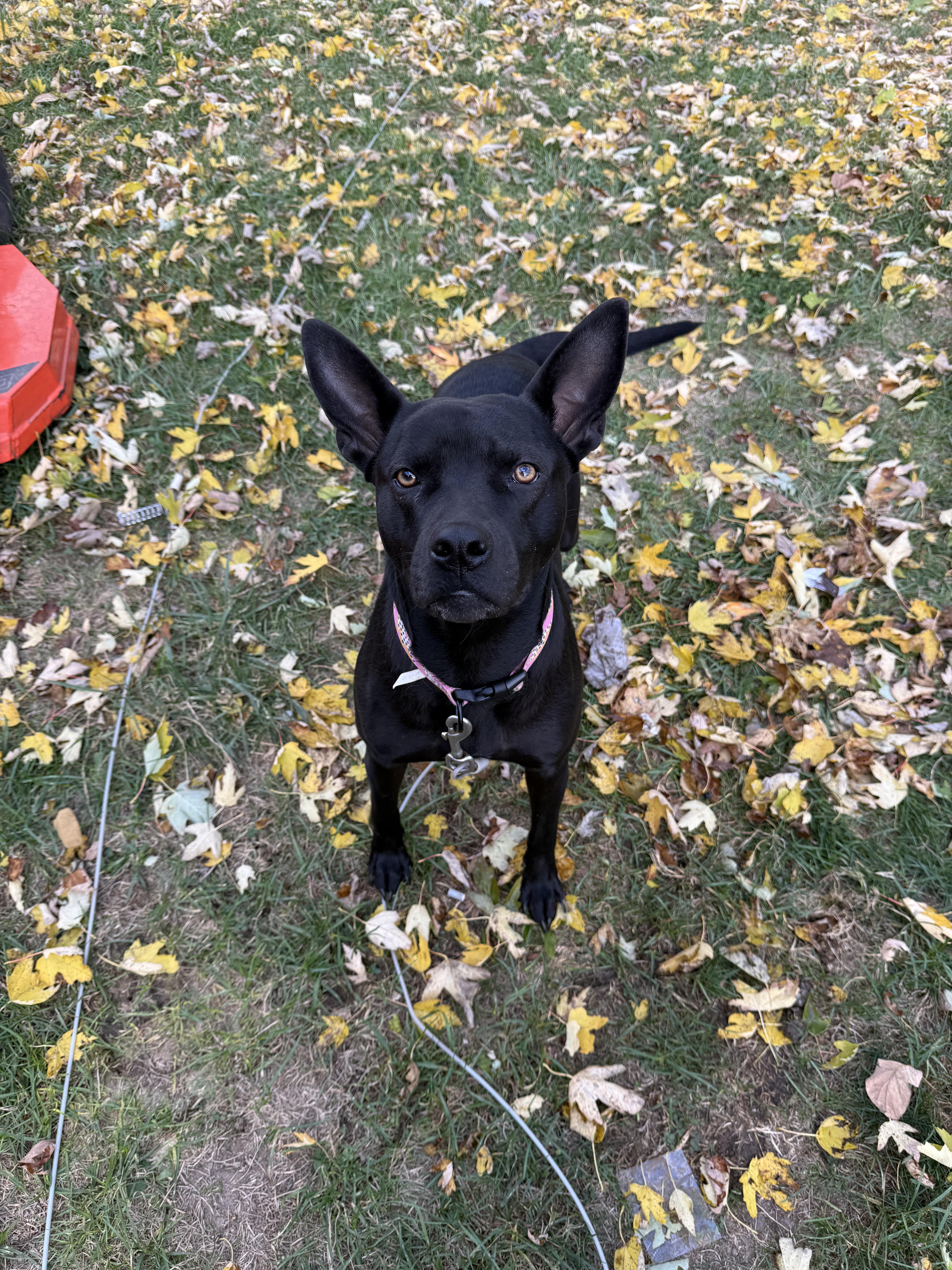 McKee, a Adoptable mixed breed in Muncie, IN image 1/6