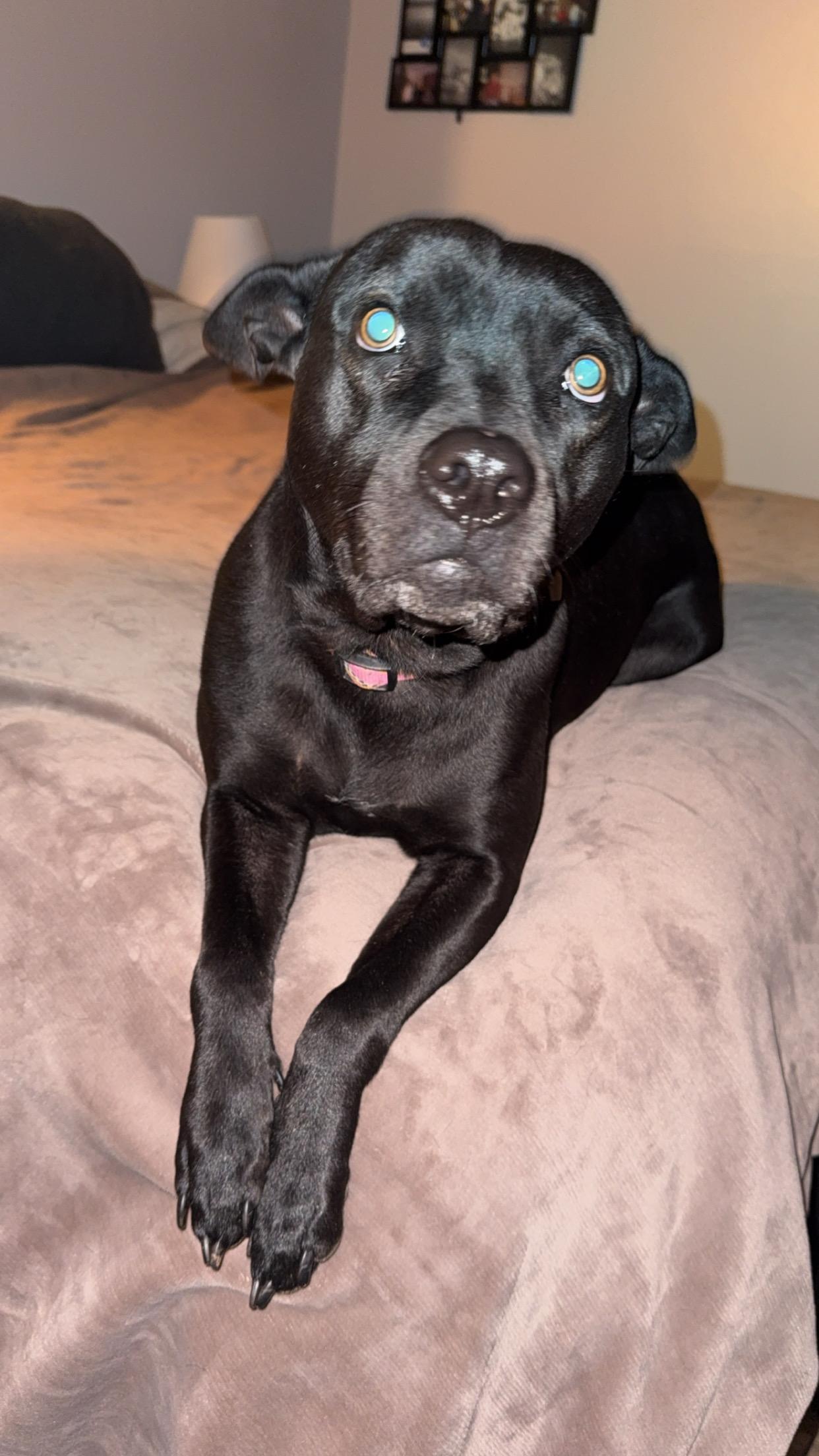 McKee, a Adoptable mixed breed in Muncie, IN image 4/6