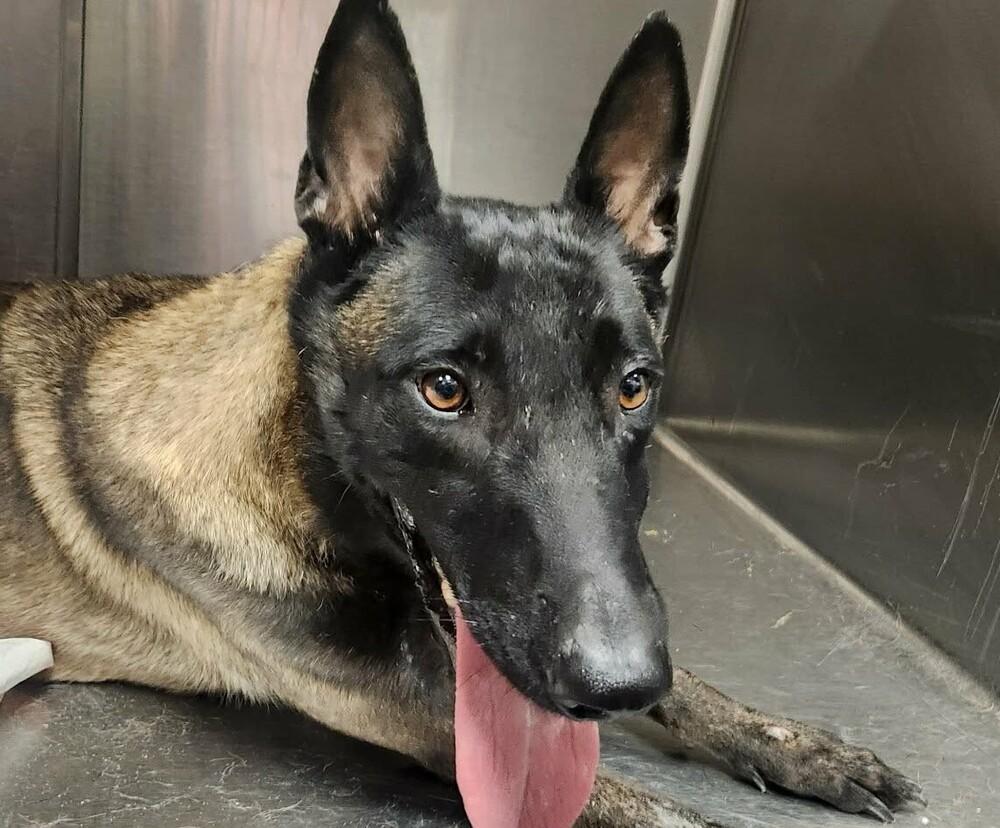 Sienna  Located In thumbnail 2