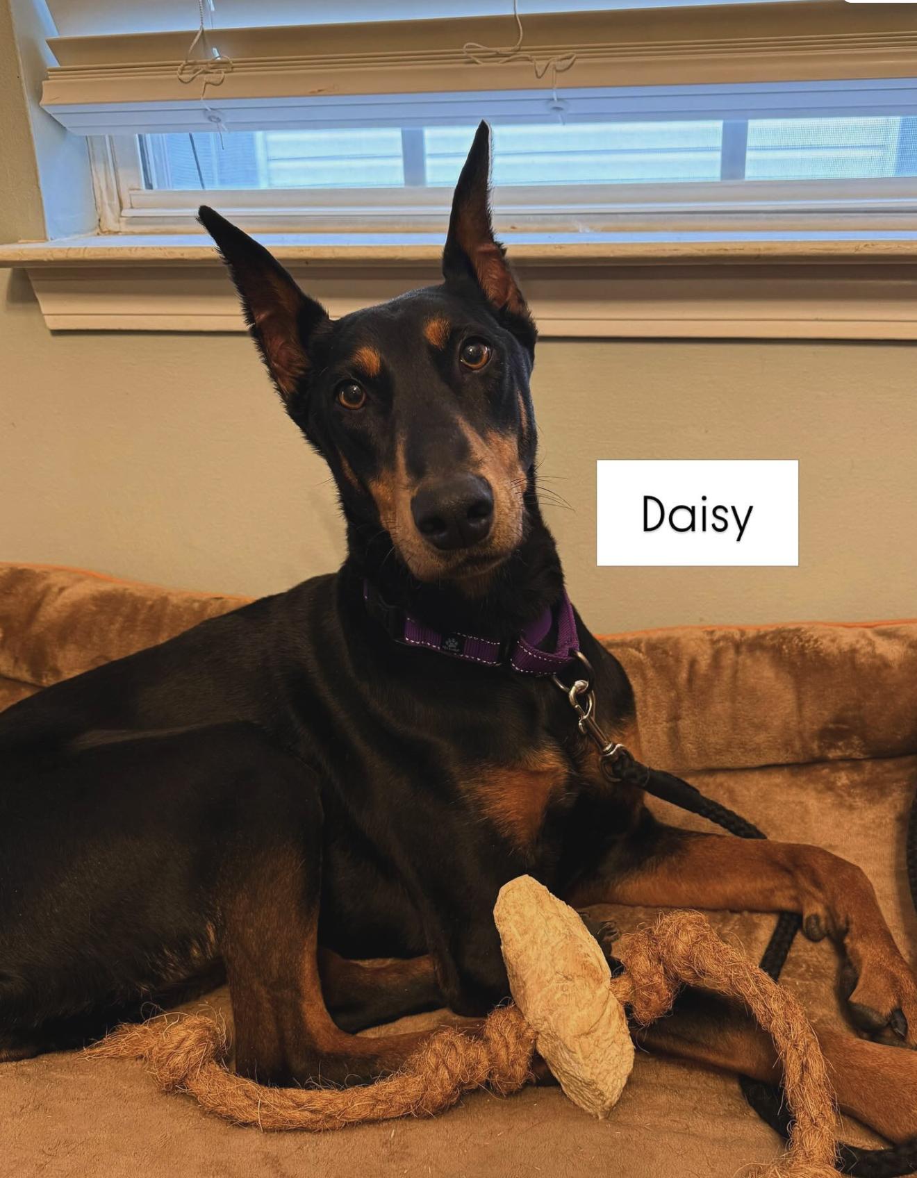 Daisy, Adopted, Adult Female Doberman Pinscher.