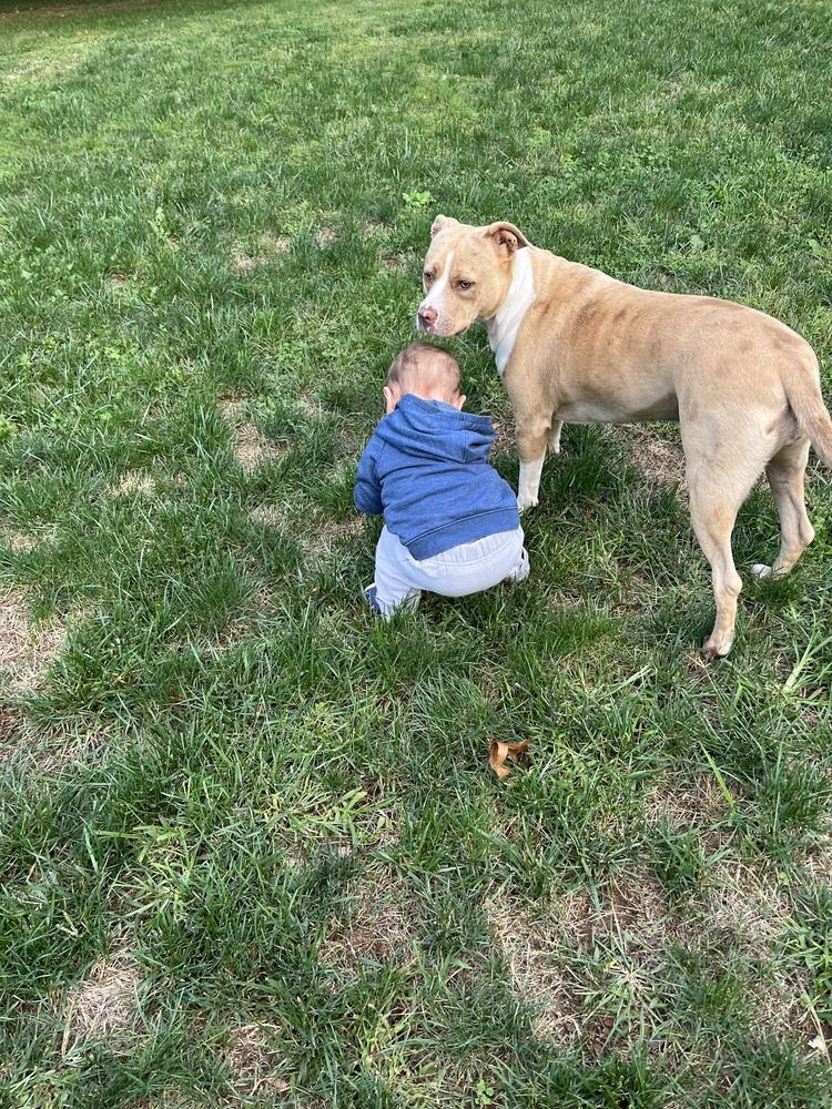 Nova Noodle, a Adoptable mixed breed in Brewster , NY image 1/6