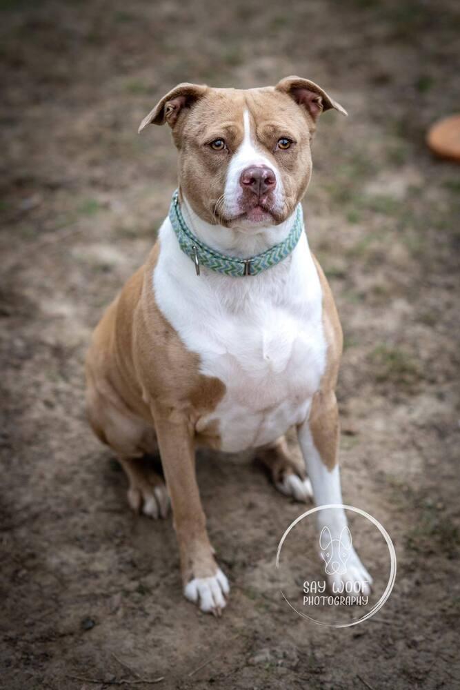 Nova Noodle, a Adoptable mixed breed in Brewster , NY image 2/6