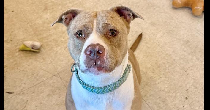 Nova Noodle, a Adoptable mixed breed in Brewster , NY image 3/6