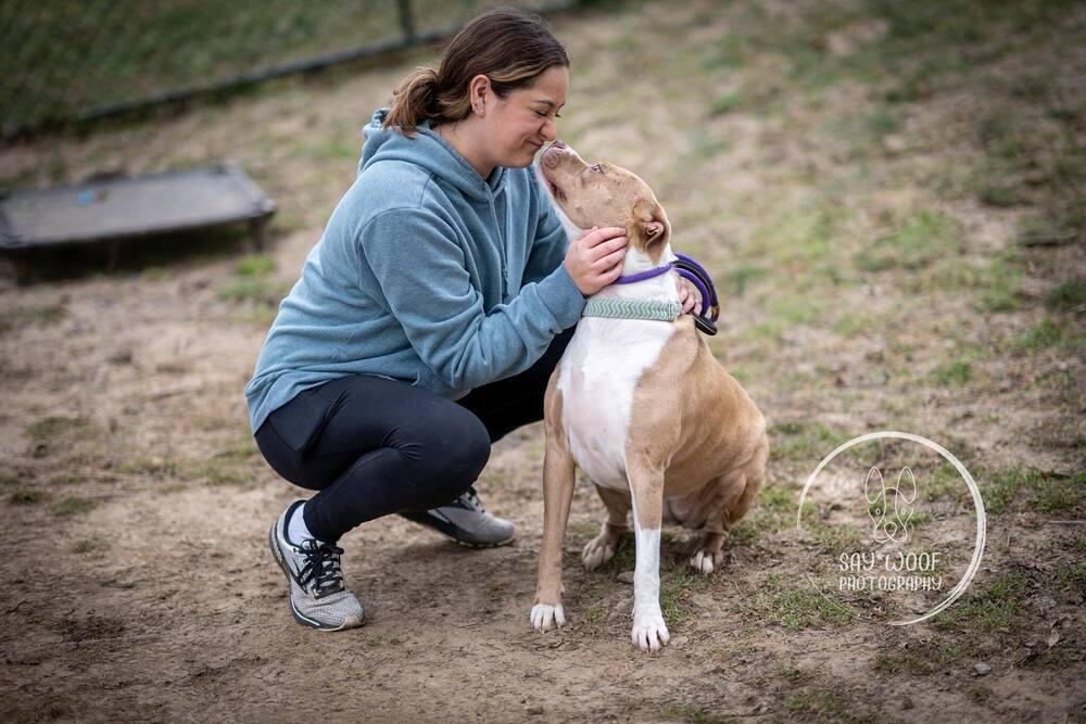 Nova Noodle, a Adoptable mixed breed in Brewster , NY image 4/6