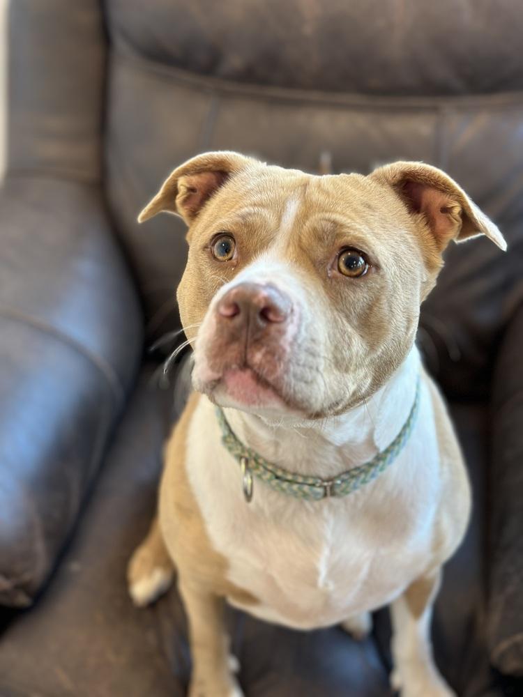 Nova Noodle, a Adoptable mixed breed in Brewster , NY image 6/6