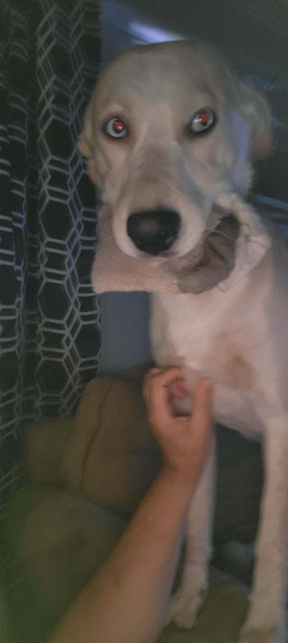 Dakota, a ADOPTABLE mixed breed in Beeville, TX image 2/3