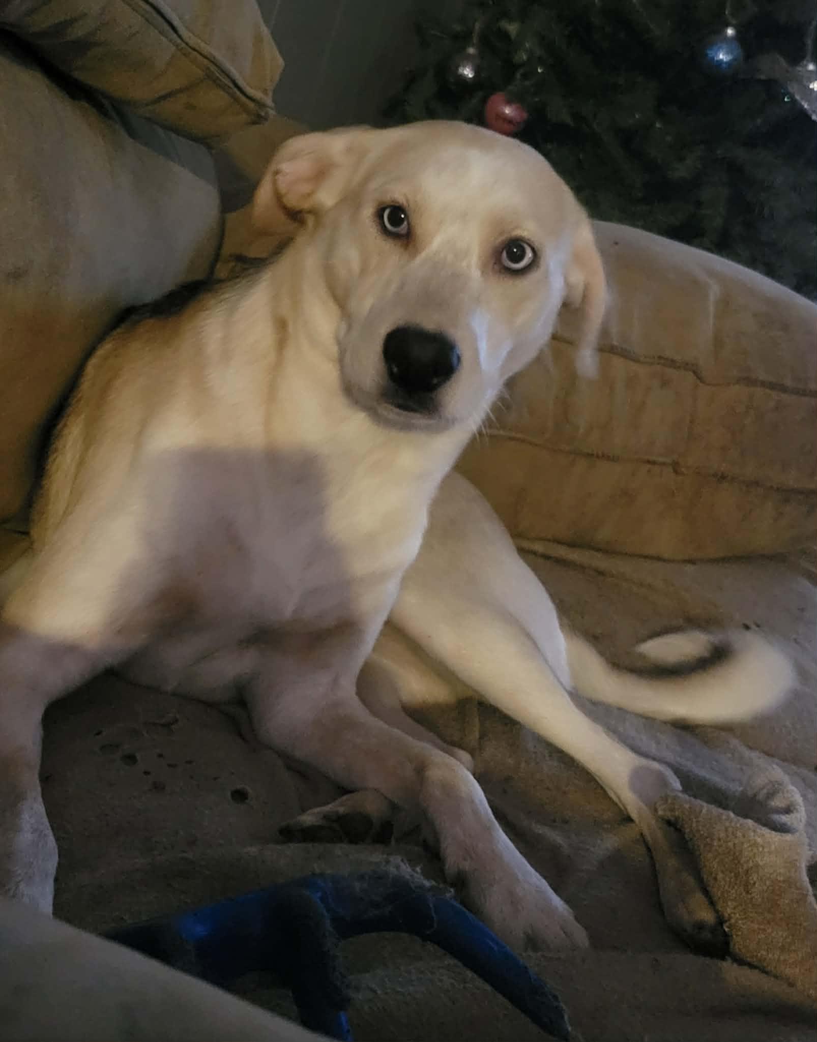 Dakota, ADOPTABLE, Young Female Husky & German Shepherd Dog.