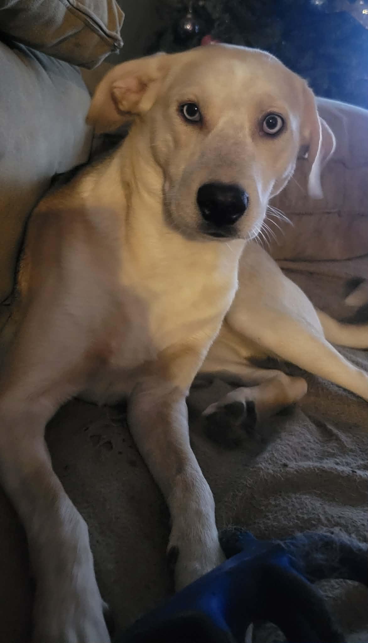 Dakota, a ADOPTABLE mixed breed in Beeville, TX image 3/3